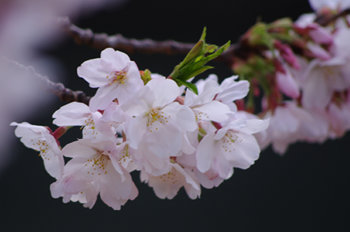 blog20110416-CherryBlossom