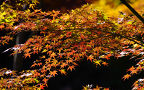 AutumnLeaf-20111204b.jpeg