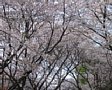 Sakura2005-10.jpg