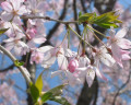 Sakura2007-02.jpeg