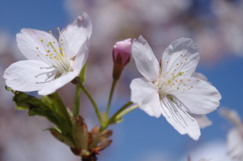 blog20110327-CherryBlossom