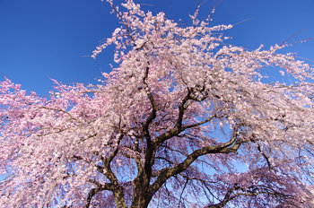blog20110404-CherryBlossom