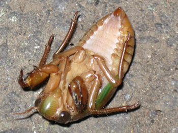 blog20110802-Cicada