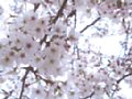 Sakura1999-01.jpg