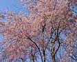 Sakura2005-07.jpg