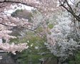 Sakura2005-11.jpg