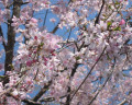 Sakura2007-01.jpeg