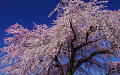 Sakura2011a.jpeg