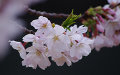 Sakura2011b.jpeg